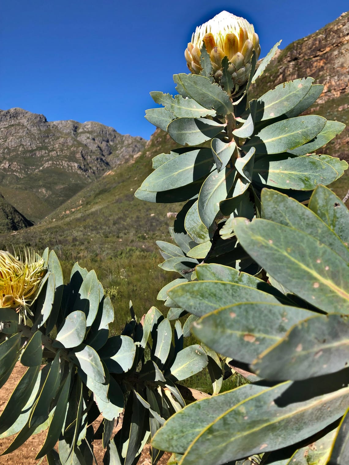 Sustainable Living in Cape Town: Practical Steps Towards an Eco-Friendly Home and Community